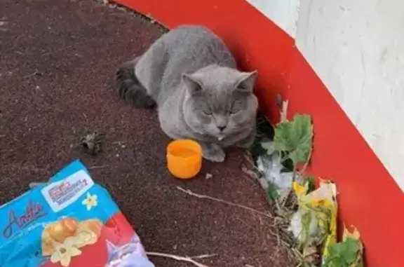 Найден кот в Обнинске: фото и приметы