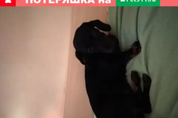 Потерянные животные Москва, фото: Пропала собака, найдена такса на ул. Пугачевской, Москва.