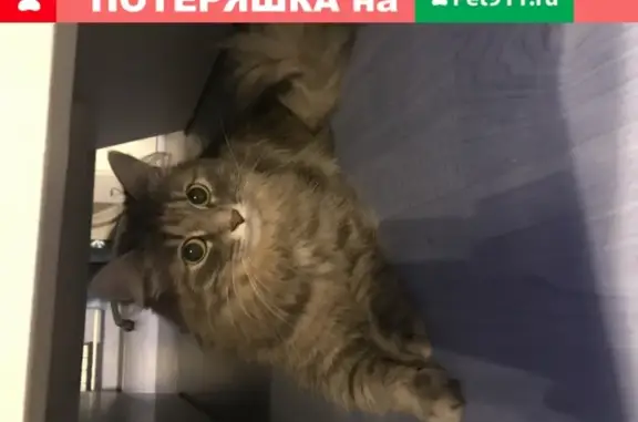 Найдена маленькая боевая кошка в Екатеринбурге на уральской 1