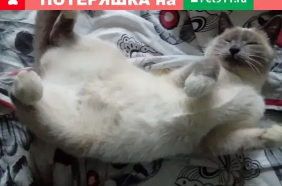 Пропала кошка Сиамец в Кратово, нуждается в лекарствах