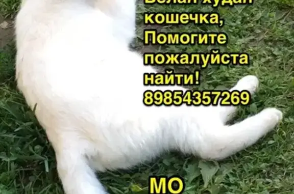Пропала белая кошка в Красногорске, сообщите, если видели!