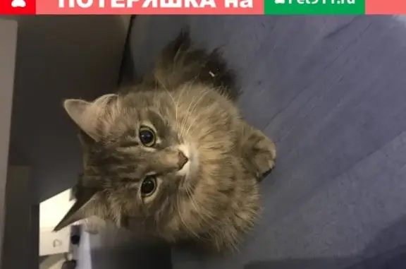 Найдена пушистая кошка на Уральской в Екатеринбурге