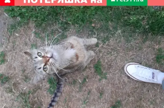 Найдена кошка на пр. Фрунзе, 65