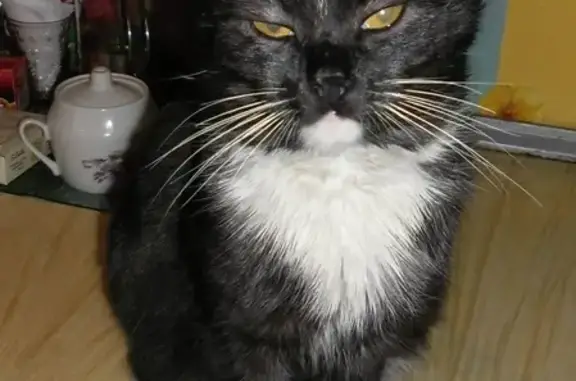 Пропала кошка на ул. Чкалова, Витебск. - photo