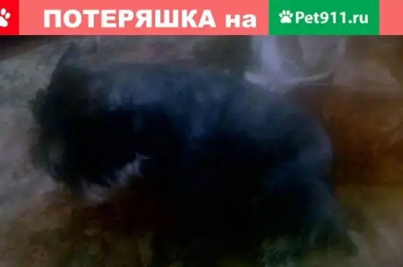 Пропала собака Шон в Ленинском районе, Владимир