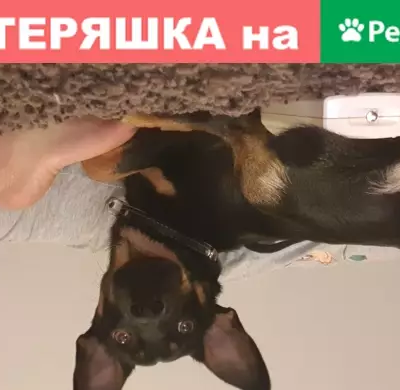 Пропала собака на улице Кирова, Владивосток