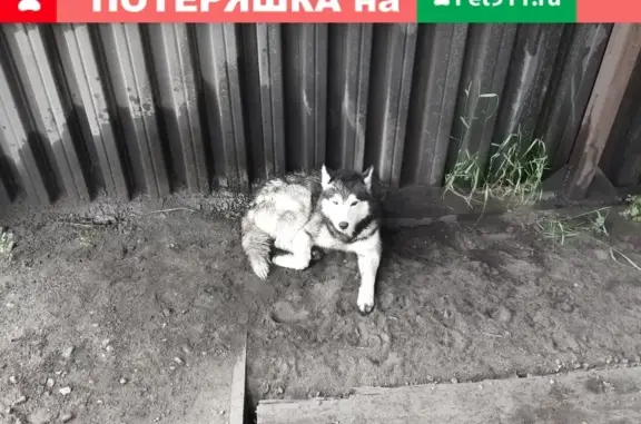Ухоженный пес найден на Красноармейской, Чита