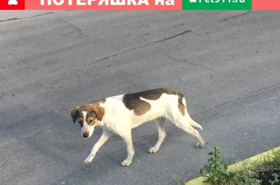Найдена собака на ул. Дьяконова 24