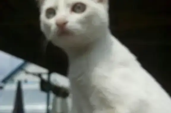 Найдена белая кошка в районе Чередовых, ищет нового хозяина