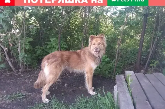 Пропала собака в Старокамышинске, Сухомесово!