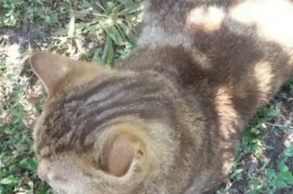 Найдена кошка возможно потеряшка на Карагандинской