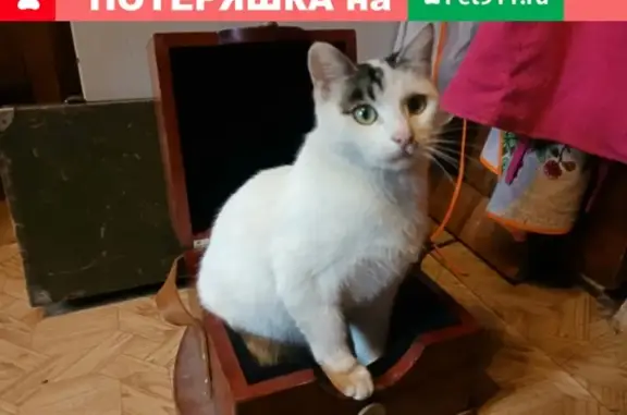 Пропала кошка Чита в Южно-Сахалинске!