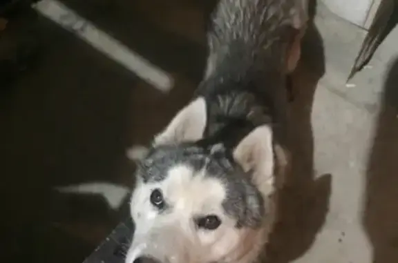 Найдена собака на 9ой тихой, возле Магнита в Краснодаре