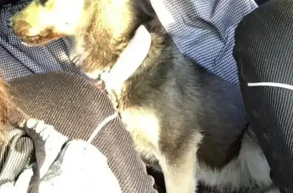 Найдена добрая собака возрастом 1,5 года в Поронайском районе