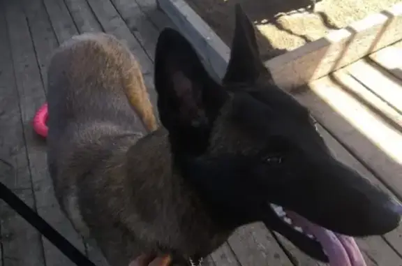 Собаки потеряшки, Гамово, фото: Потеряшка кобель в Гамово, помогите!