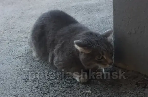 Найден кот на ул. Тихвинская в Новосибирске