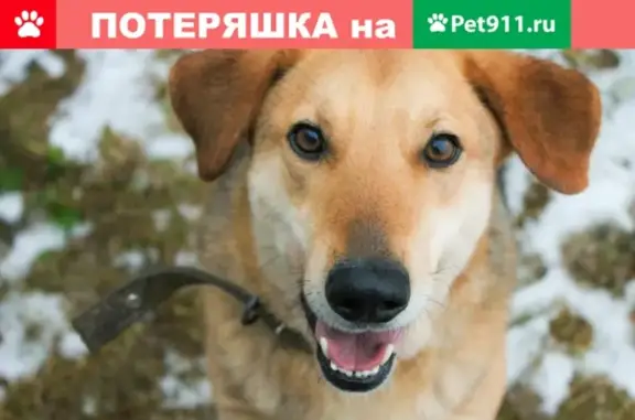 Пропала собака Барса в д. Сивково, Калуга