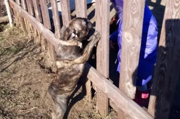 Пропала собака Ладья Благополучия в Ставропольском районе, Самарская область