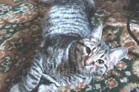 Кошки потеряшки, Новосибирск, фото: Потеряшка кот на ул. Связистов, д. 123, вознаграждение.