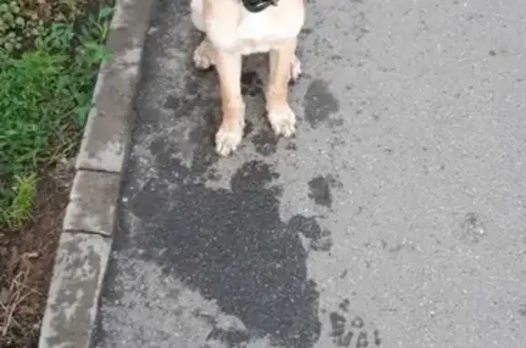 Найдена собака в Новоленино, район 53 школы, Иркутск