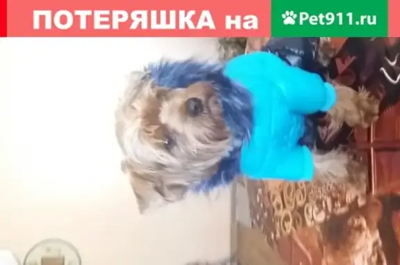 Пропала собака Тимоша в Новомихайловке, Алтайский край