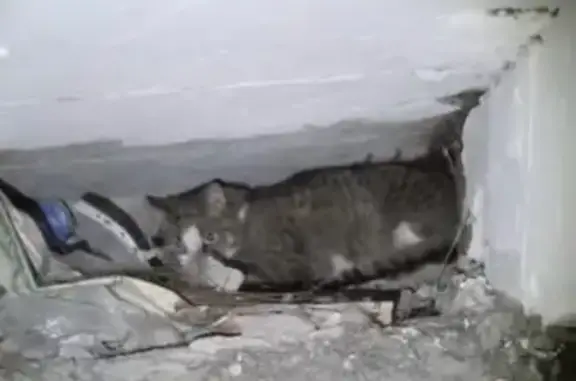 Найдена кошка: Проезд Кадомцева 23