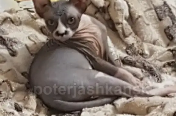 Кошки потеряшки, Новосибирск, фото: Потеряшка кошка на улице Зорге 251, Новосибирск