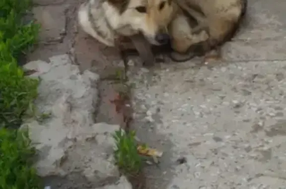Собака Барнаул: потерялся худощавый песик на п. Южный