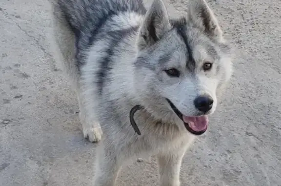 Пропала собака в Киржаче: помогите найти!