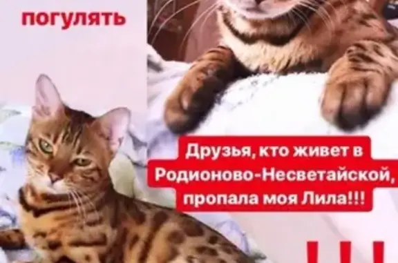Пропала кошка в Родино-Несветайском р-не, вознаграждение.