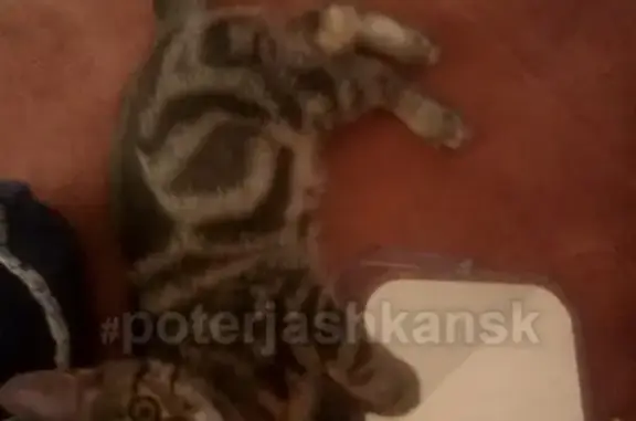 Кошки потеряшки, Новосибирск, фото: Потеряшка кошка на ул. Ивана Севостьянова 5, ЖК Лето.