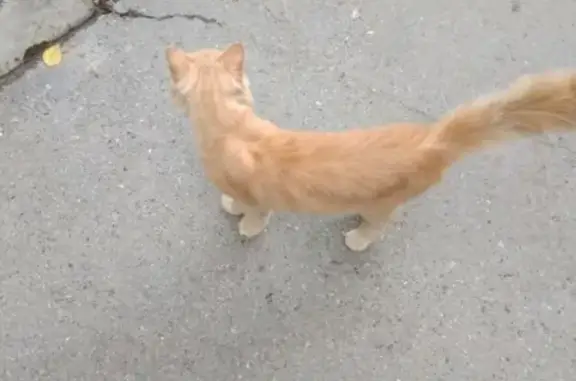Объявления о пропавших и найденных животных, Тюмень, фото: Пропал рыжий кот с раненой лапой в Тюмени