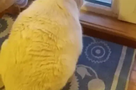 Кошки потеряшки, Новосибирск, фото: Потеряшка кошка НЭНСИ, вознаграждение.