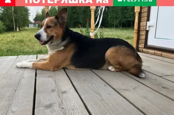 Найдена собака на пересечении Литейного и Невского в СПб