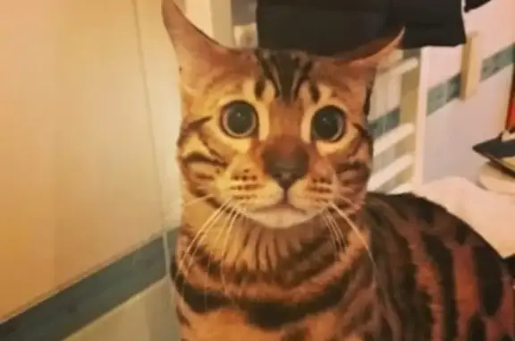 Кошки потеряшки, Киров, фото: Потеряшка кот Беня в районе Европейских улочек, Ипподром, Мирный, Бенгал, не ручной.