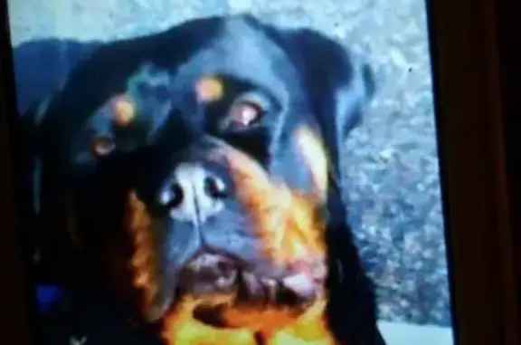 Потерянные животные Нижний Новгород, фото: Пропала собака на Пермякова 20-6, Нижний Новгород