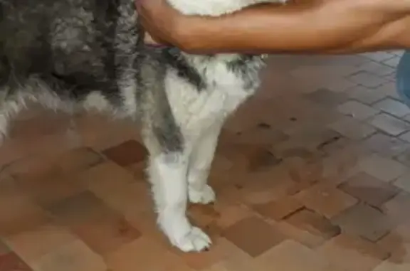 Найдена собака породы Хаски в Волгодонске