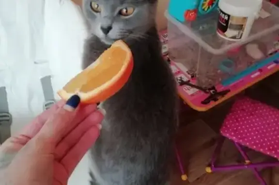 Кошки потеряшки, Саранск, фото: Потеряшка кошка возле ул. Гожувской, 16!