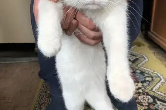Найден белый кот в СНТ Дружба, Челябинск