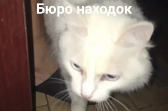 Найдена белая кошка в Архангельске, звоните
