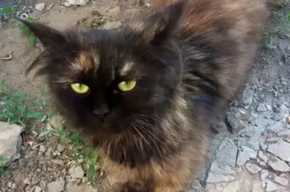 Найдена персидская кошка в Воронежской области