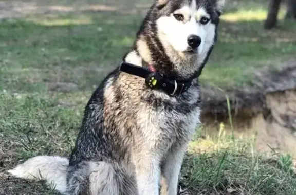 Потерянные животные Нижний Новгород, фото: Пропала хаски Майя на Похвалинском съезде, Нижний Новгород
