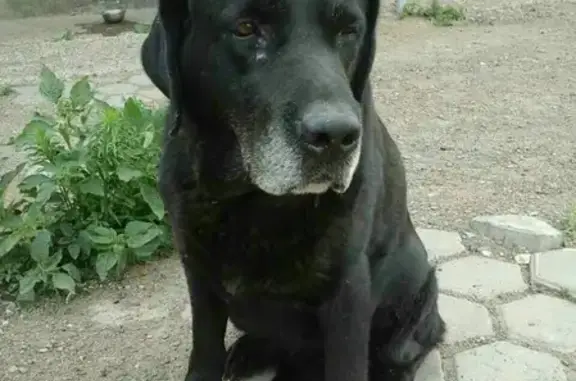 Найден чёрный пёс на ул. Лабужского в Оренбурге