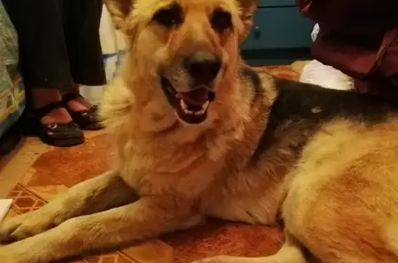 Найдена собака в районе Берёзовой рощи, ищем новую семью