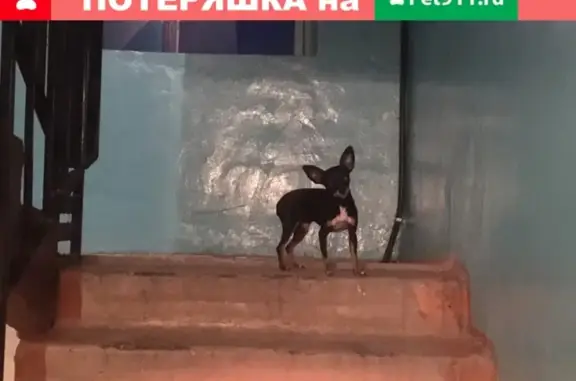 Найдена собака в Усть-Катаве