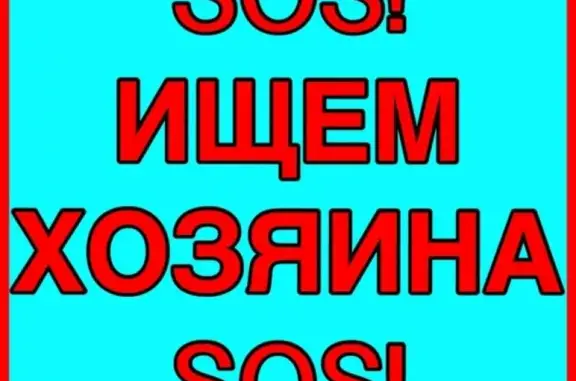 Найдена такса около Геологического колледжа