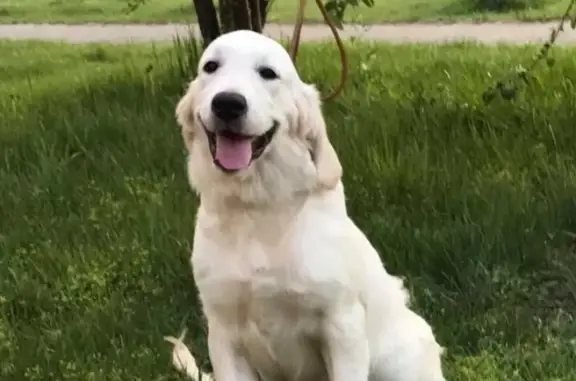 Пропала собака Белла в Великом Новгороде