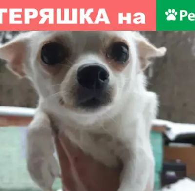 Пропала собака в поселке Торфопредприятие, Московская область