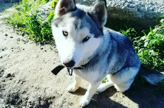 Пропала собака хаски в Казани, помогите найти!