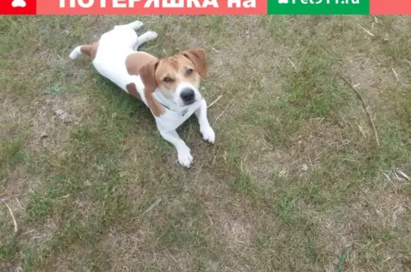 Пропала собака в Рязанской области, деревня Деулино